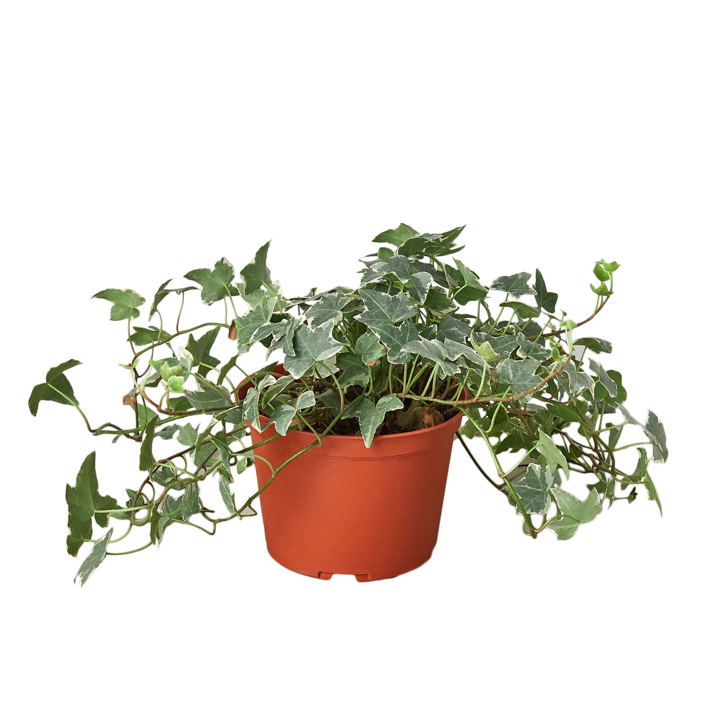 English Ivy 'Glacier' - 6" Pot - NURSERY POT ONLY