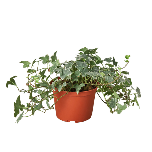 English Ivy 'Glacier' - 6" Pot - NURSERY POT ONLY