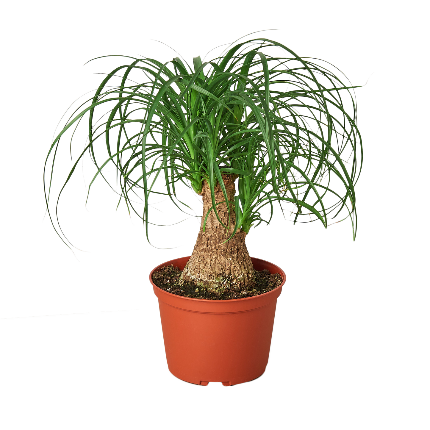 Palm Ponytail - 6" Pot - NURSERY POT ONLY