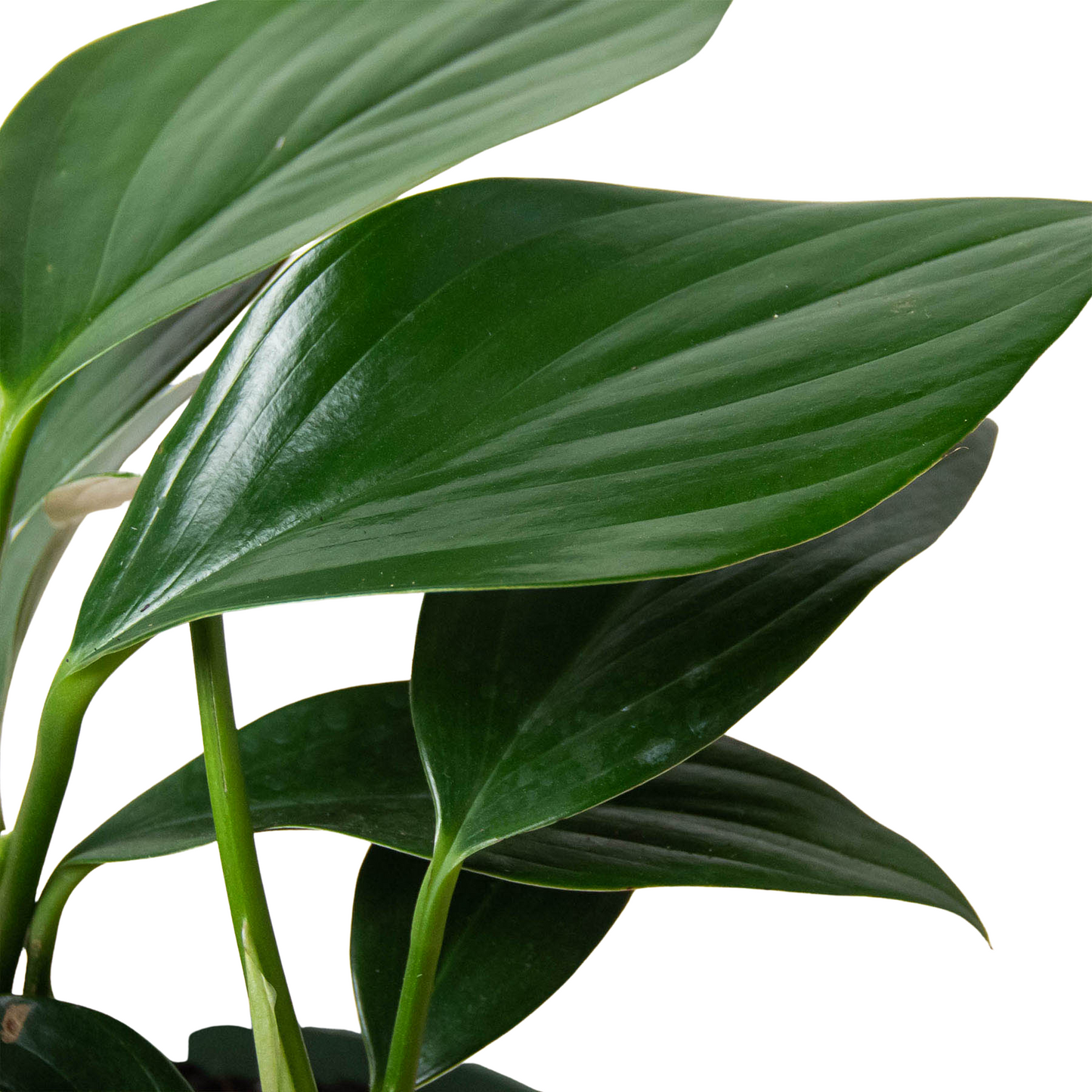 Philodendron 'Dragon Tail'