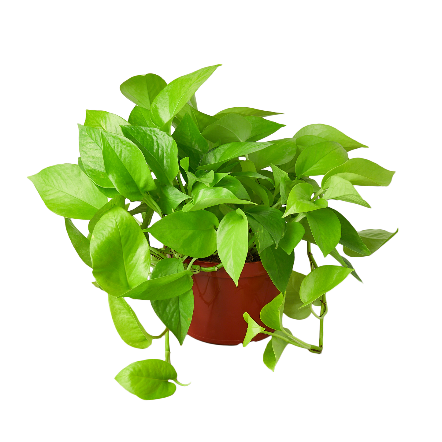 Pothos 'Neon' Cuttings (5 Pack)