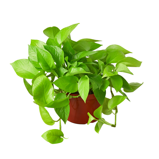 Pothos 'Neon' Cuttings (5 Pack)