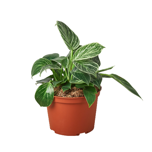 Philodendron 'Birkin'