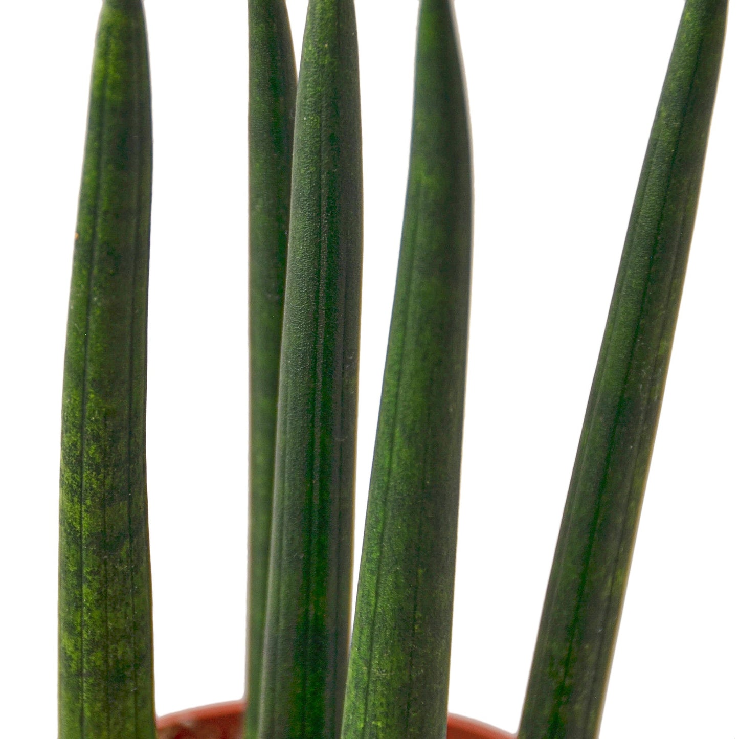 Snake Plant Cylindrica - 4" Pot - NURSERY POT ONLY