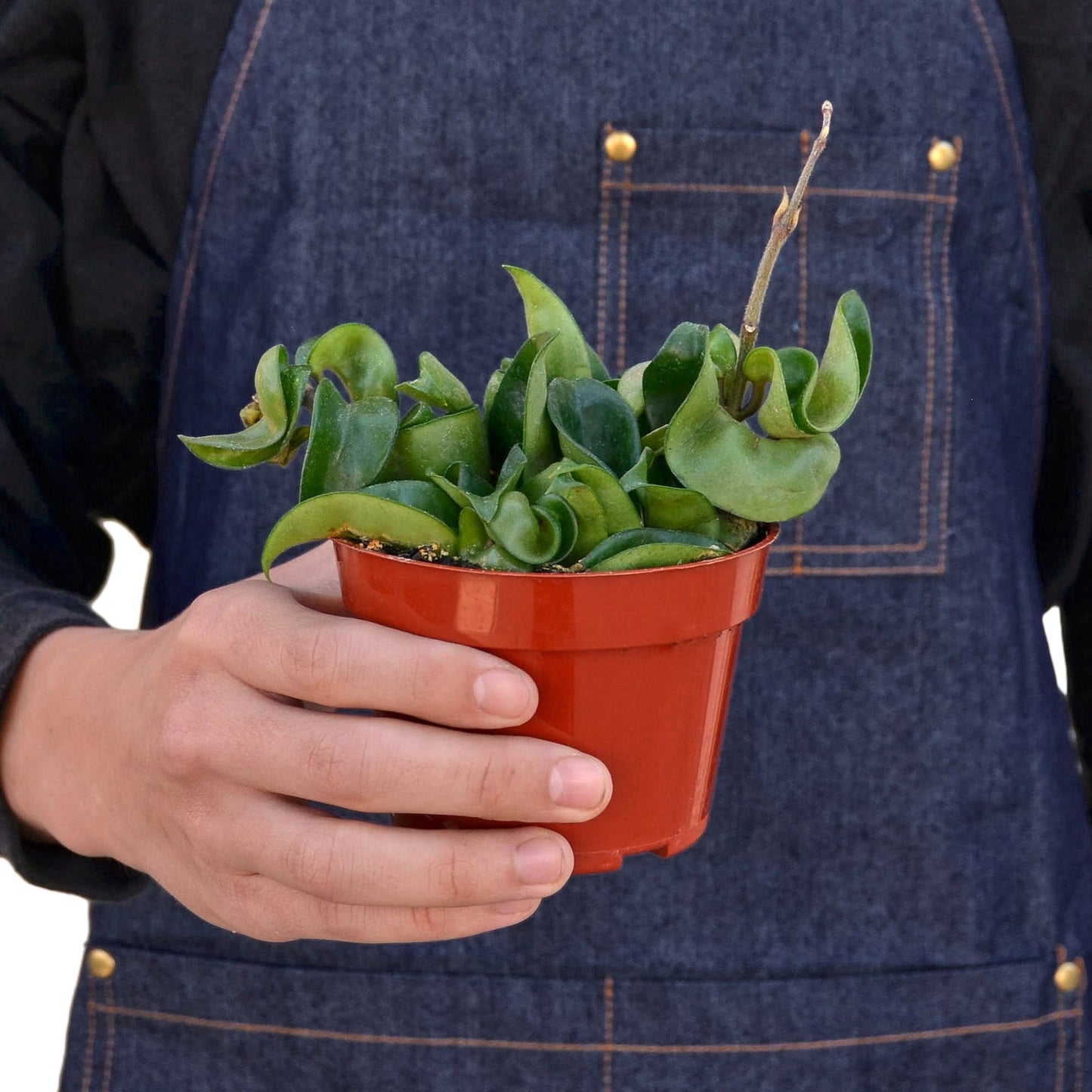 Hoya Rope Plant - 4" Pot - NURSERY POT ONLY