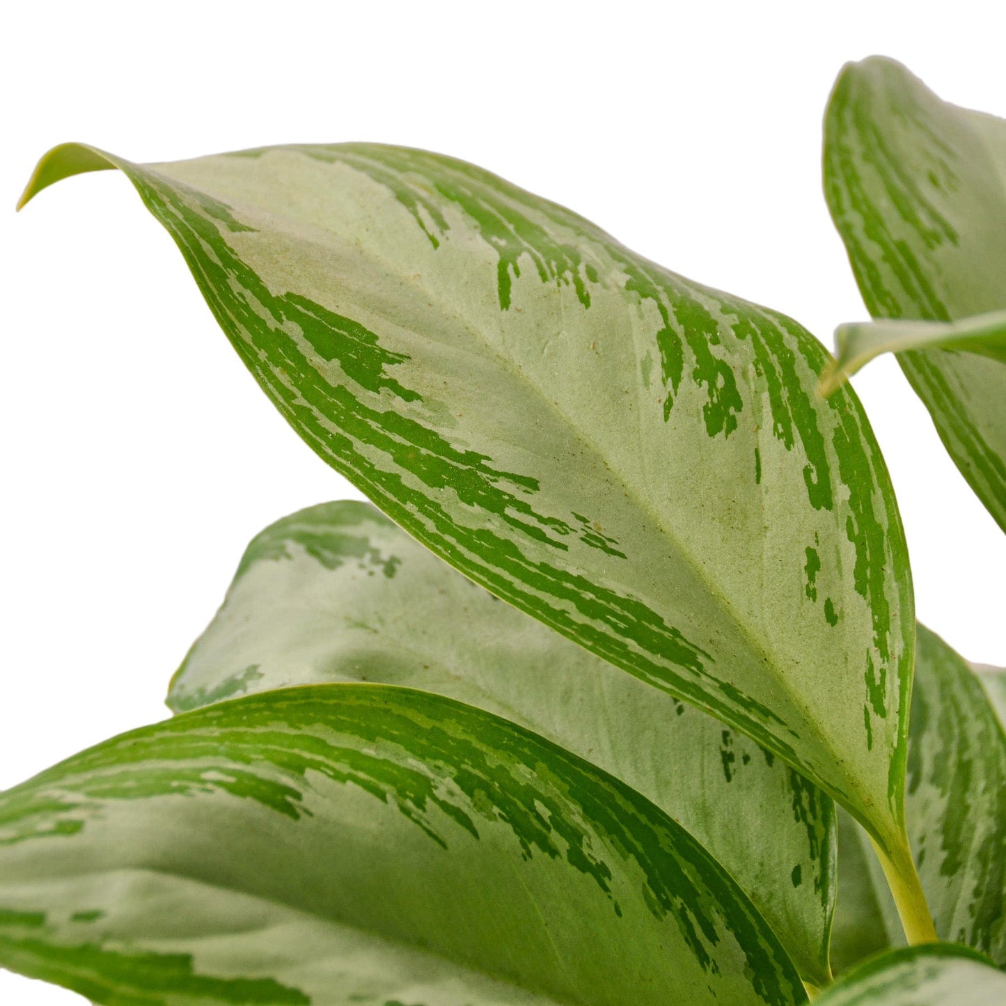 Chinese Evergreen 'Silver Bay' - 4" Pot - NURSERY POT ONLY