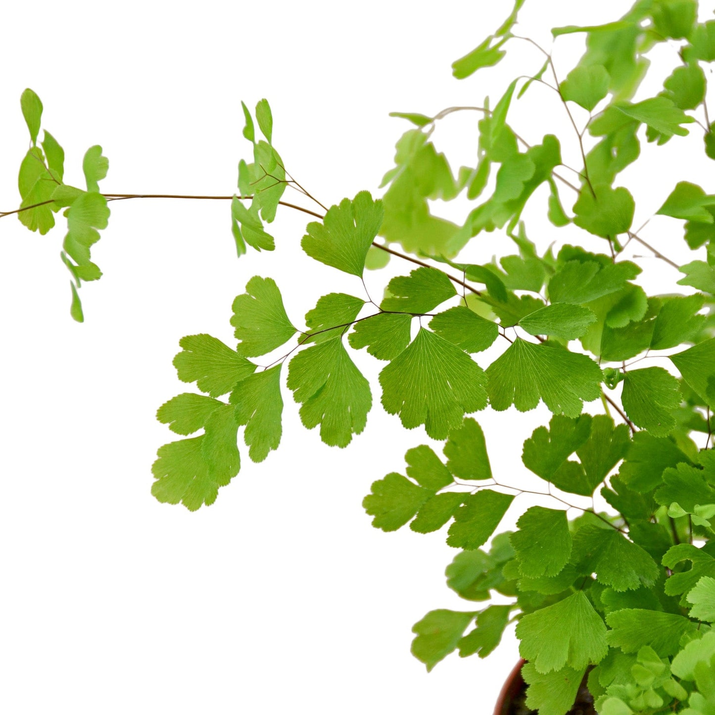 Maidenhair Fern - 4" Pot - NURSERY POT ONLY