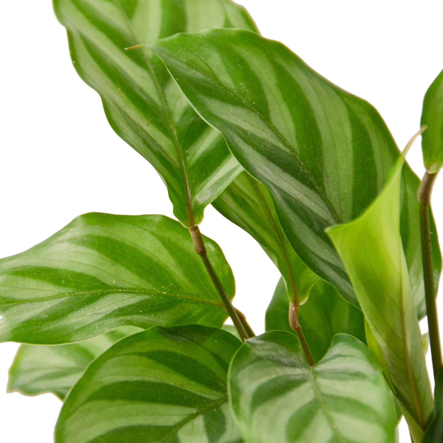 Calathea Concinna 'Freddie' - 6" Pot - NURSERY POT ONLY