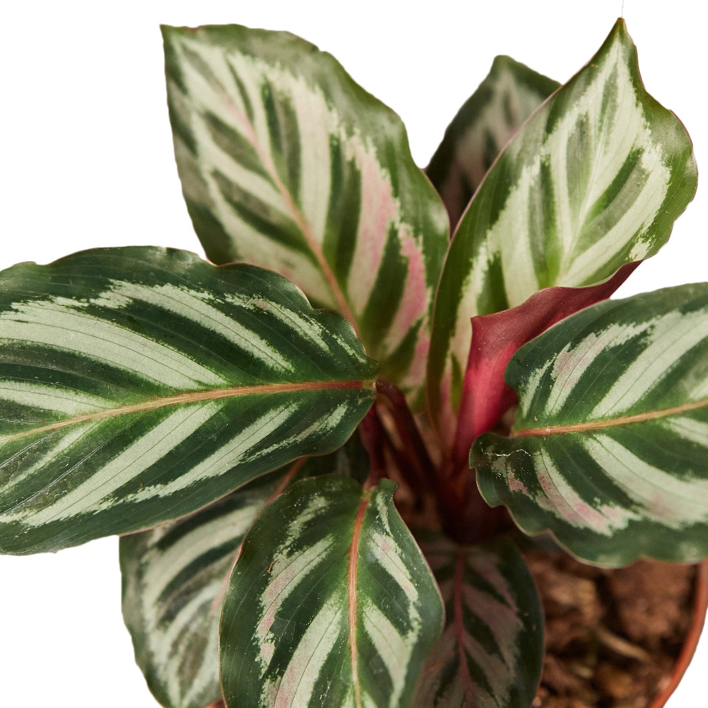 Calathea 'Peacock' - 4" Pot - NURSERY POT ONLY