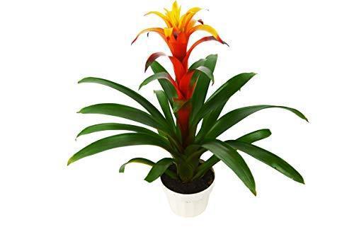 Guzmania Bromeliad 'Orange'