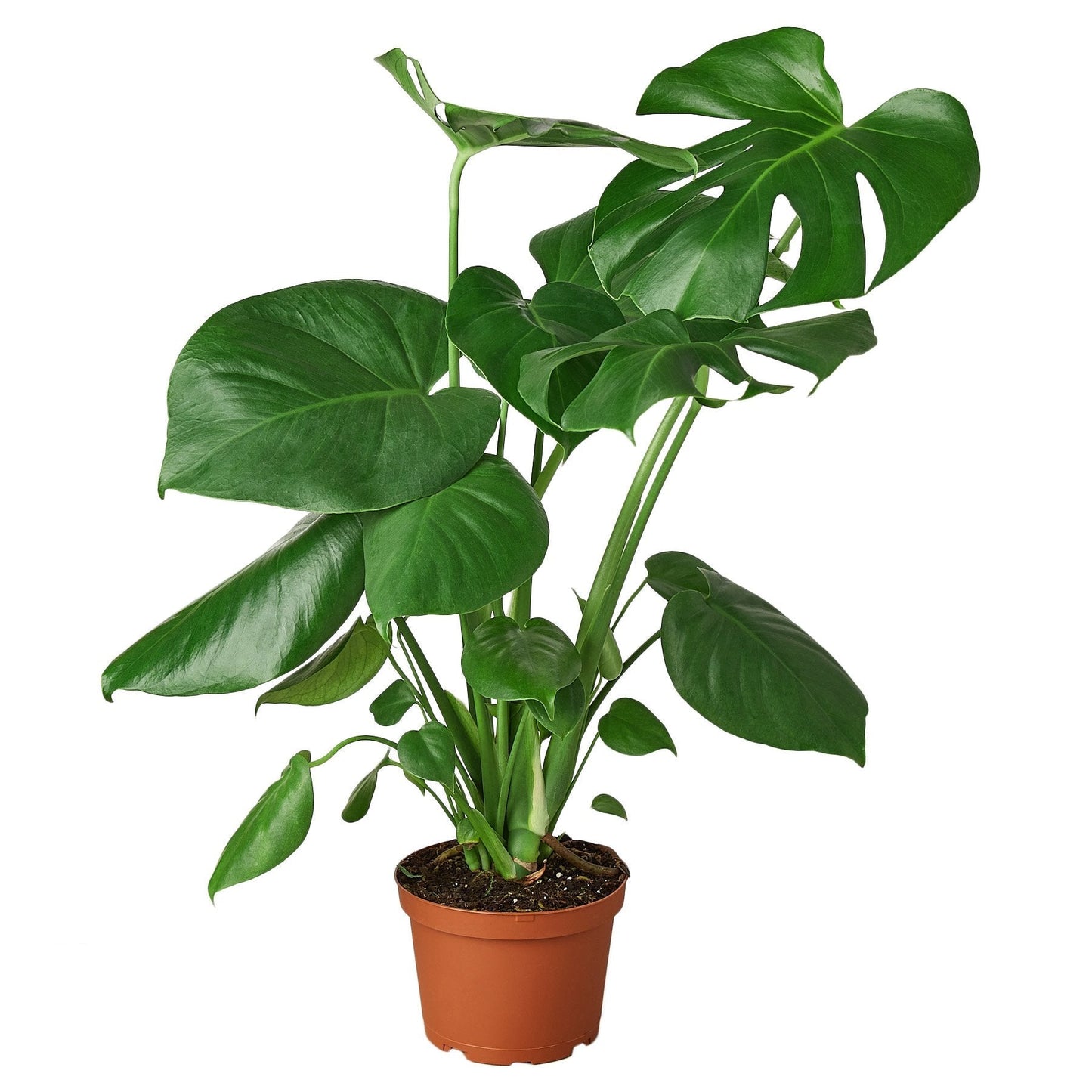 Philodendron Monstera Split-Leaf - 6" Pot - NURSERY POT ONLY