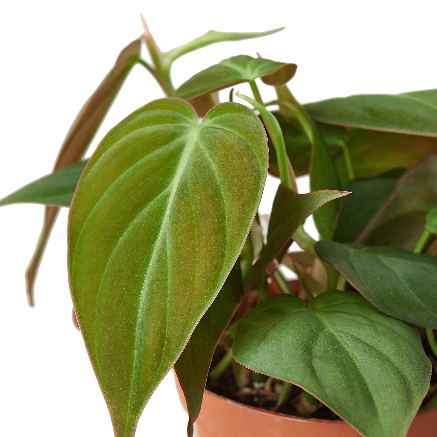 Philodendron 'Velvet' - 4" Pot - NURSERY POT ONLY