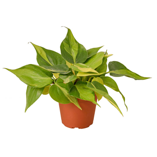 Philodendron 'Brasil' - 4" Pot - NURSERY POT ONLY