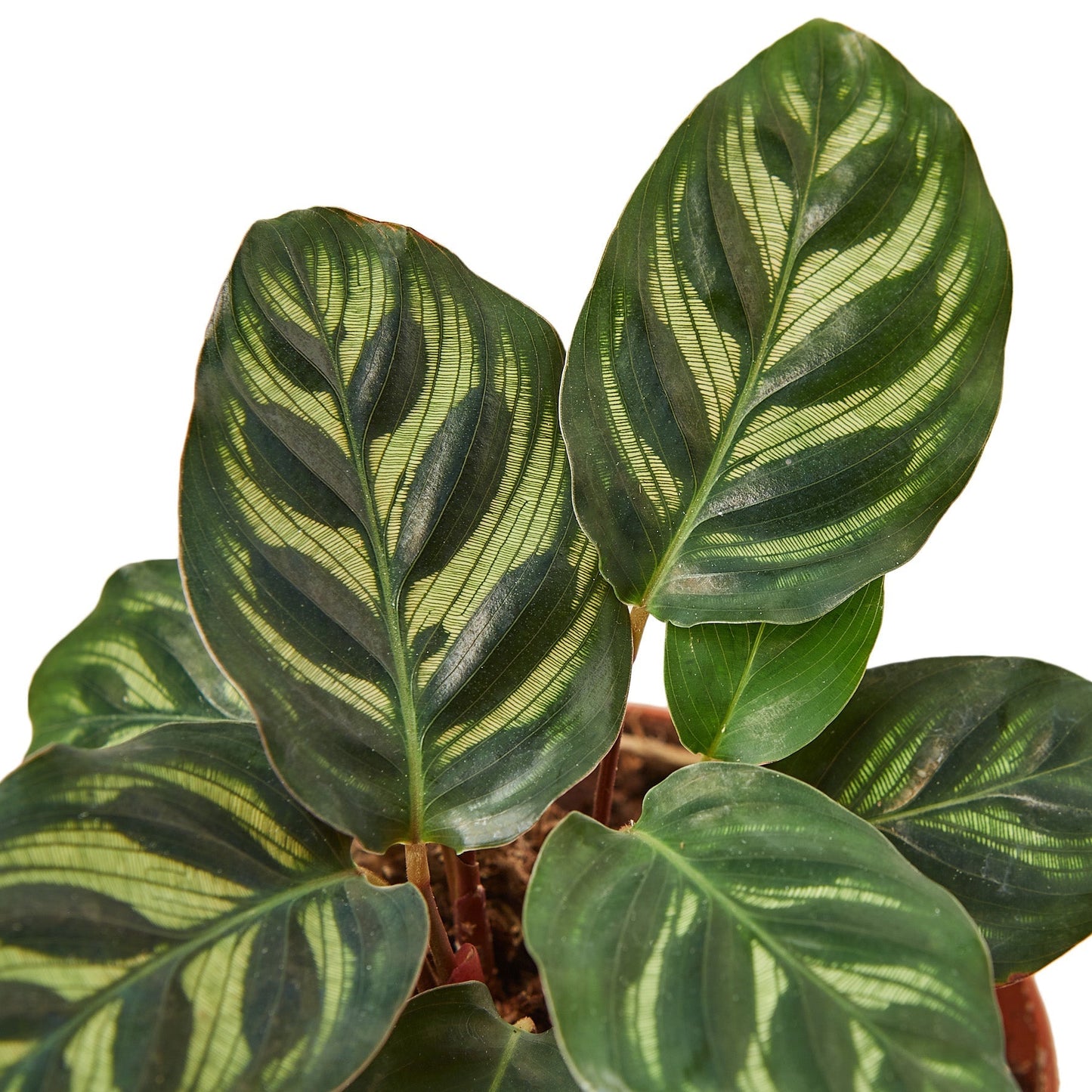 Calathea 'Makoyana' - 4" Pot - NURSERY POT ONLY