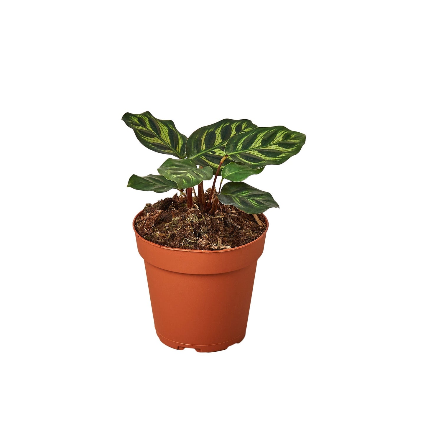 Calathea 'Makoyana' - 4" Pot - NURSERY POT ONLY