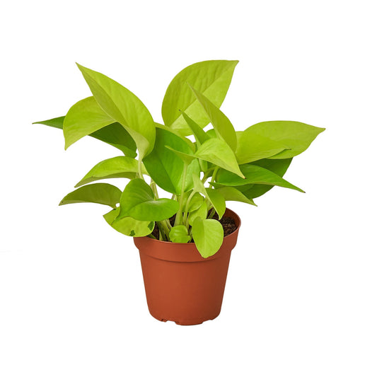 Pothos 'Neon' - 4" Pot - NURSERY POT ONLY