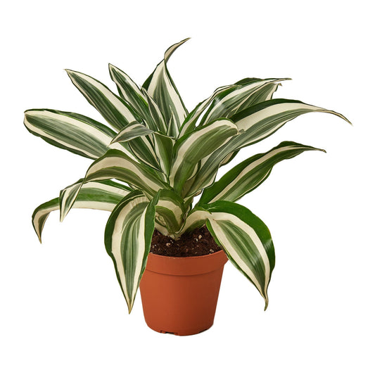 Dracaena 'Warneckii White Jewel' - 4" Pot - NURSERY POT ONLY