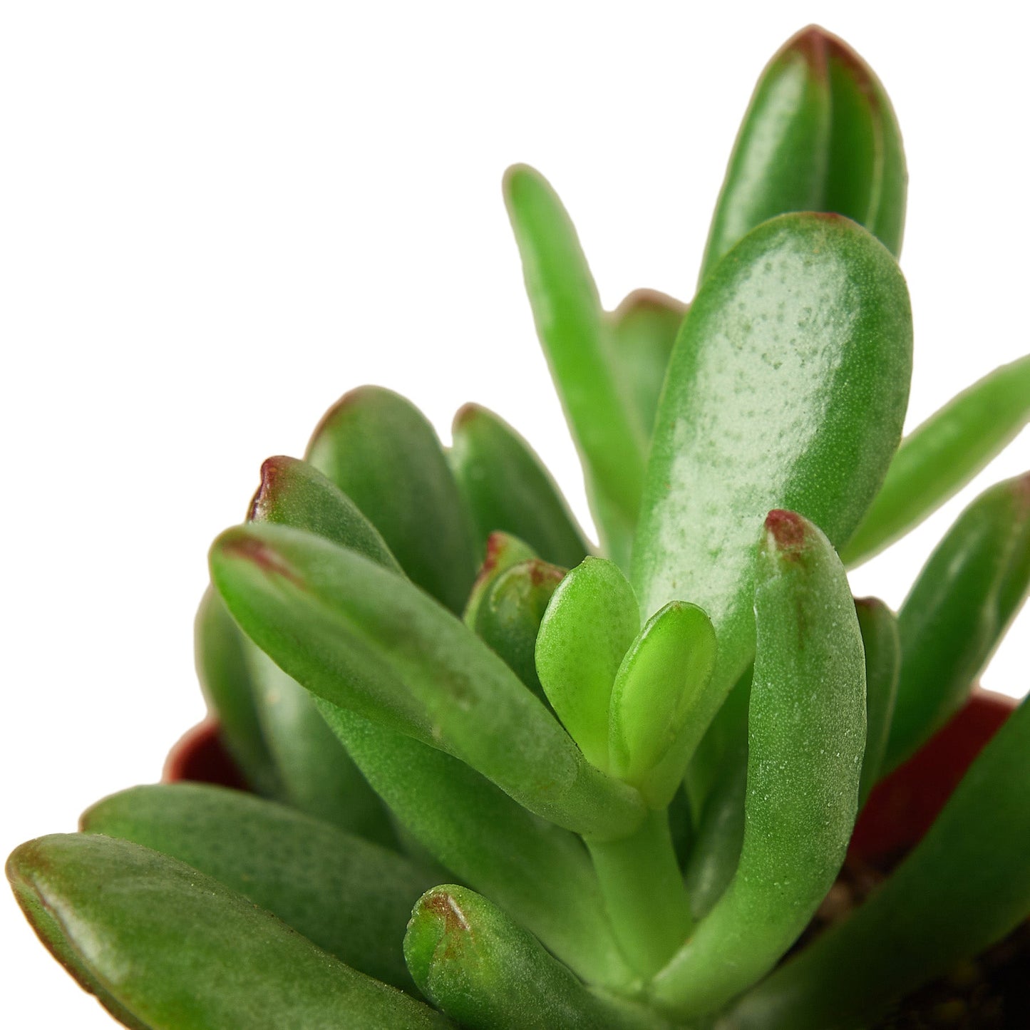 Succulent Jade 'Crassula' - 2" Pot