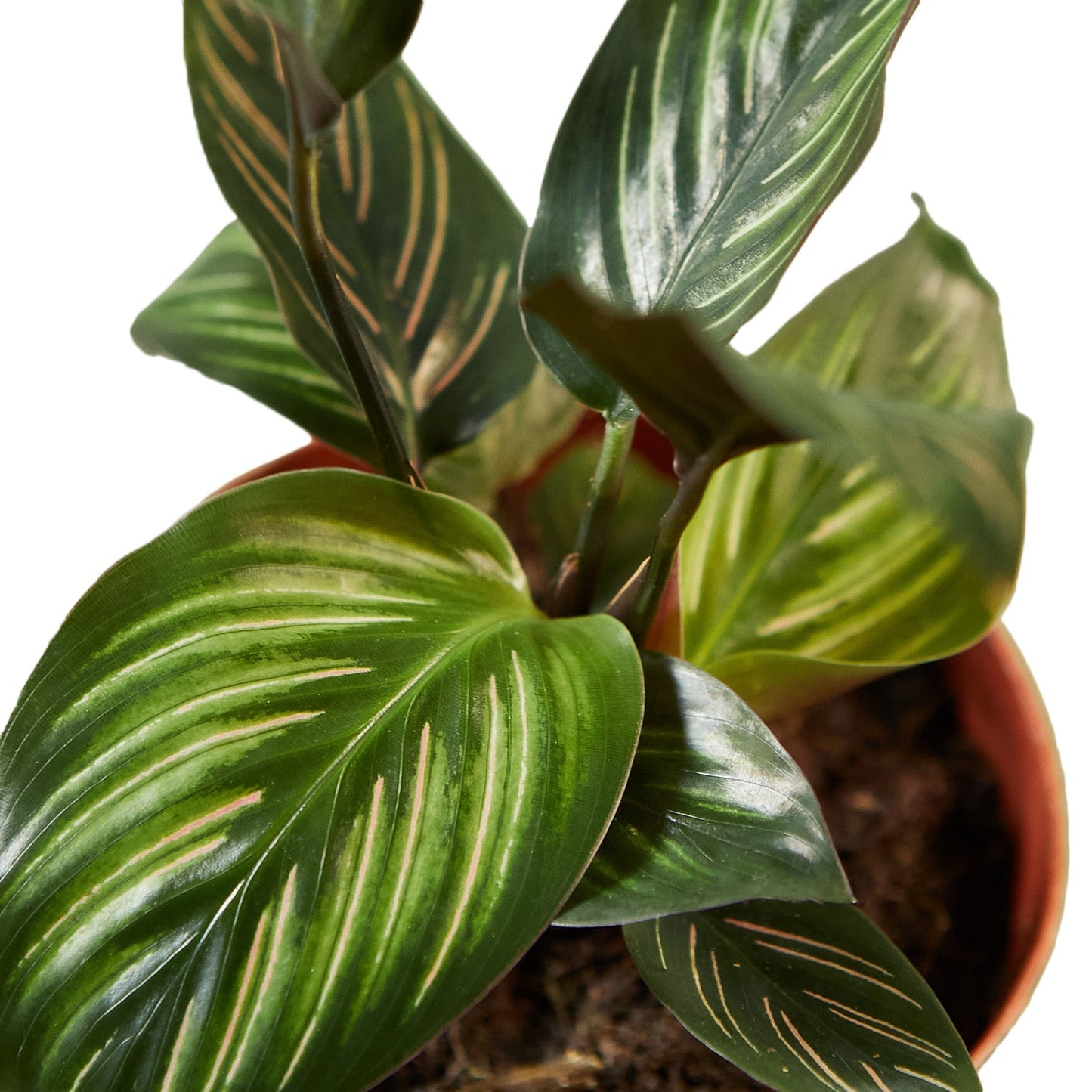 Calathea 'Beauty Star' - 4" Pot - NURSERY POT ONLY