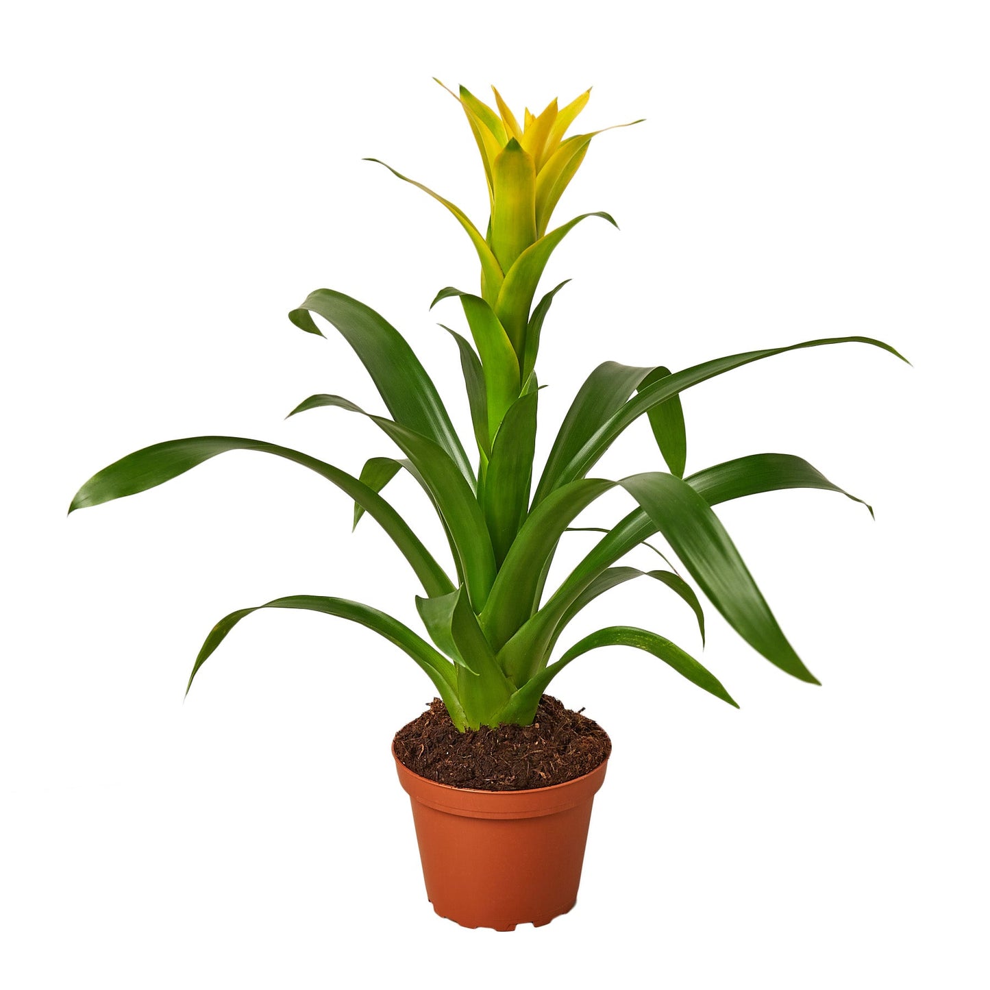 Guzmania Bromeliad 'Yellow'