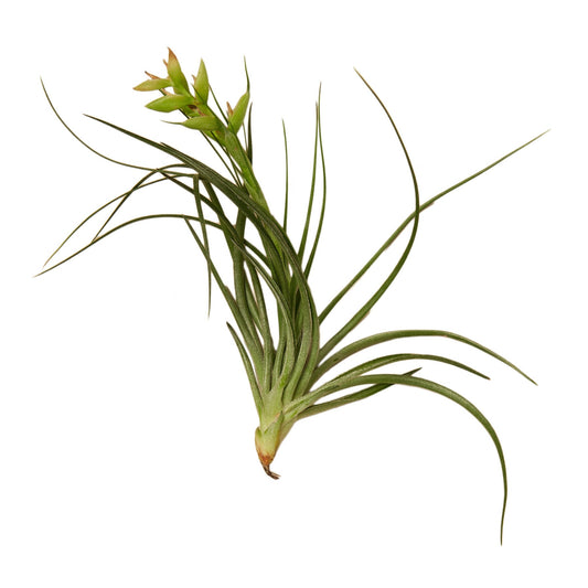 Tillandsia Air Plant Stricta