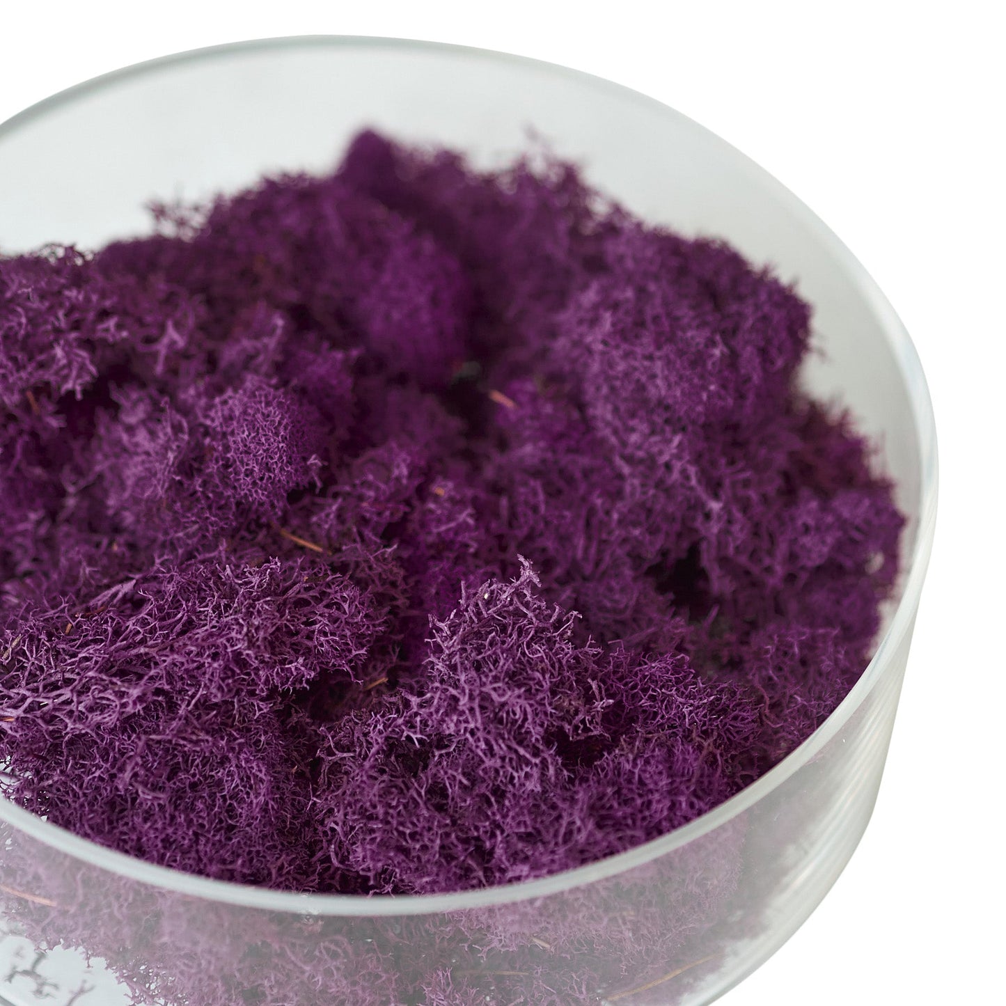 Preserved Reindeer Moss - Fuchsia - 6 oz