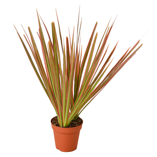 Dracaena 'Colorama' - 4" Pot - NURSERY POT ONLY