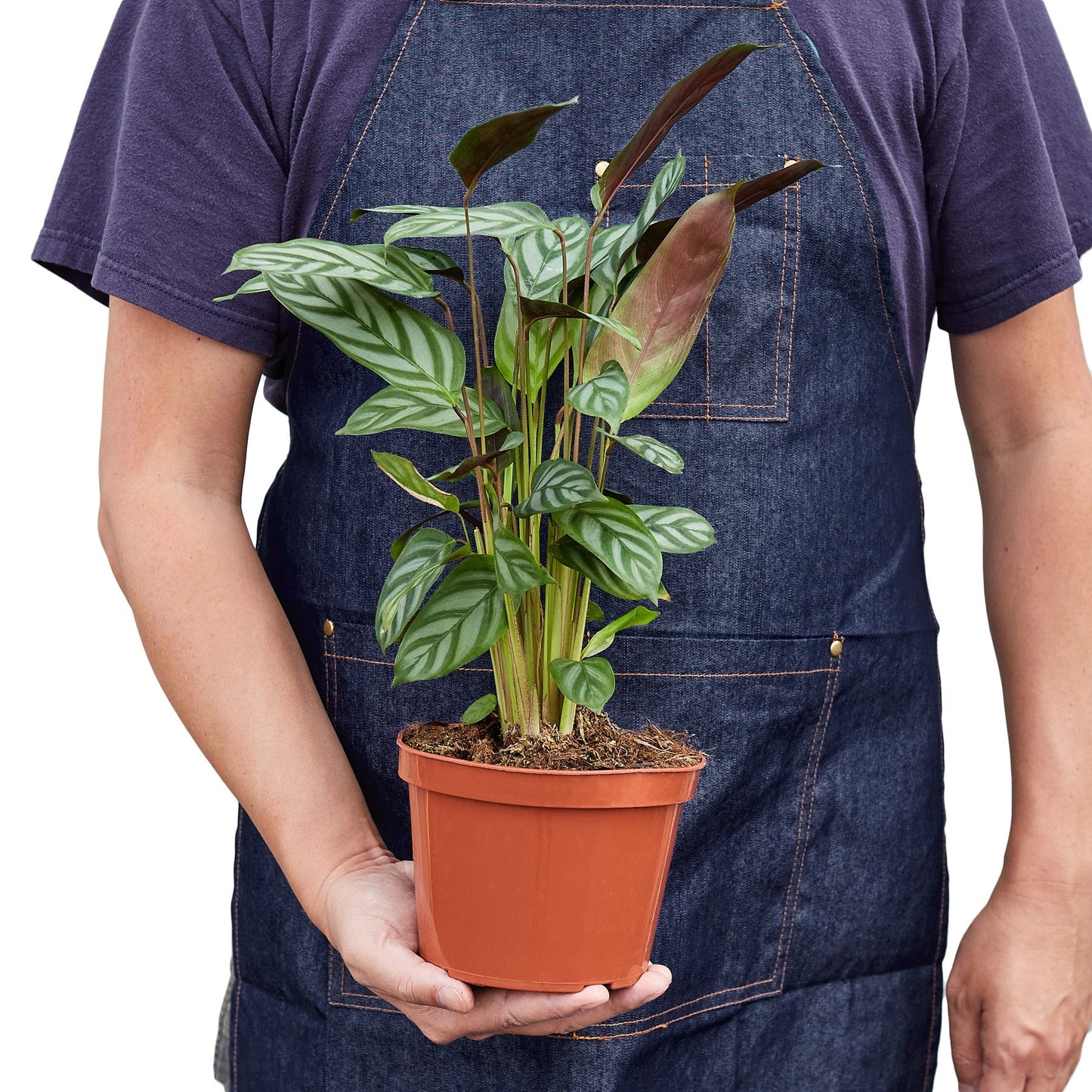 Calathea 'Grey Star' - 4" Pot - NURSERY POT ONLY