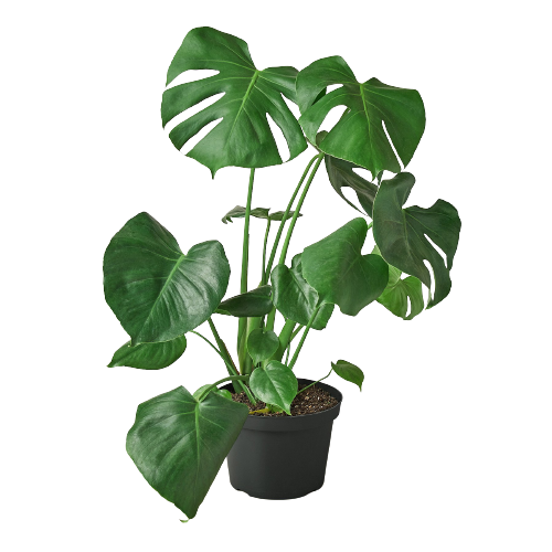 Philodendron Monstera Split-Leaf