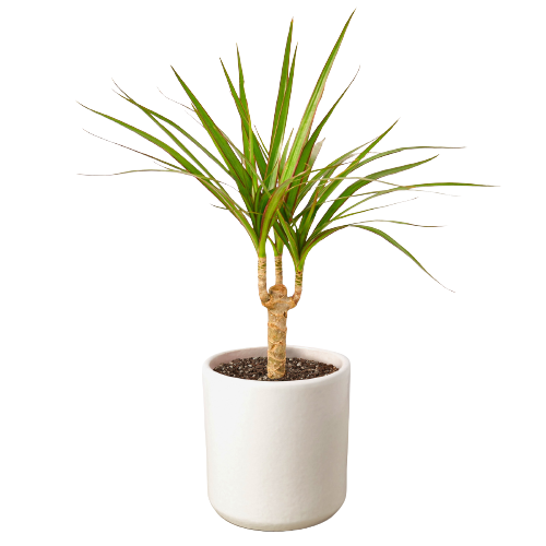 Dracaena Marginata Cane