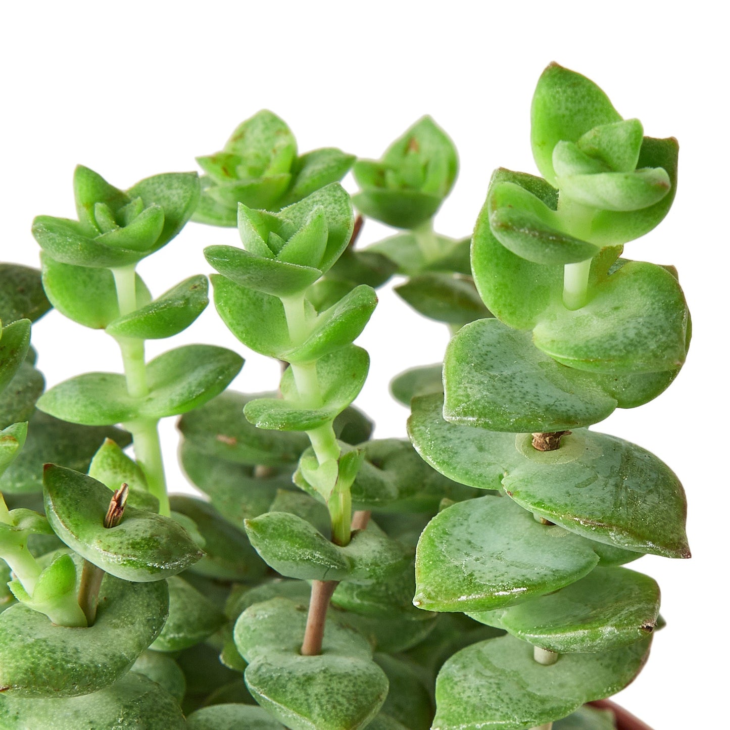 Succulent Crassula 'Jade Necklace' / 4" Pot