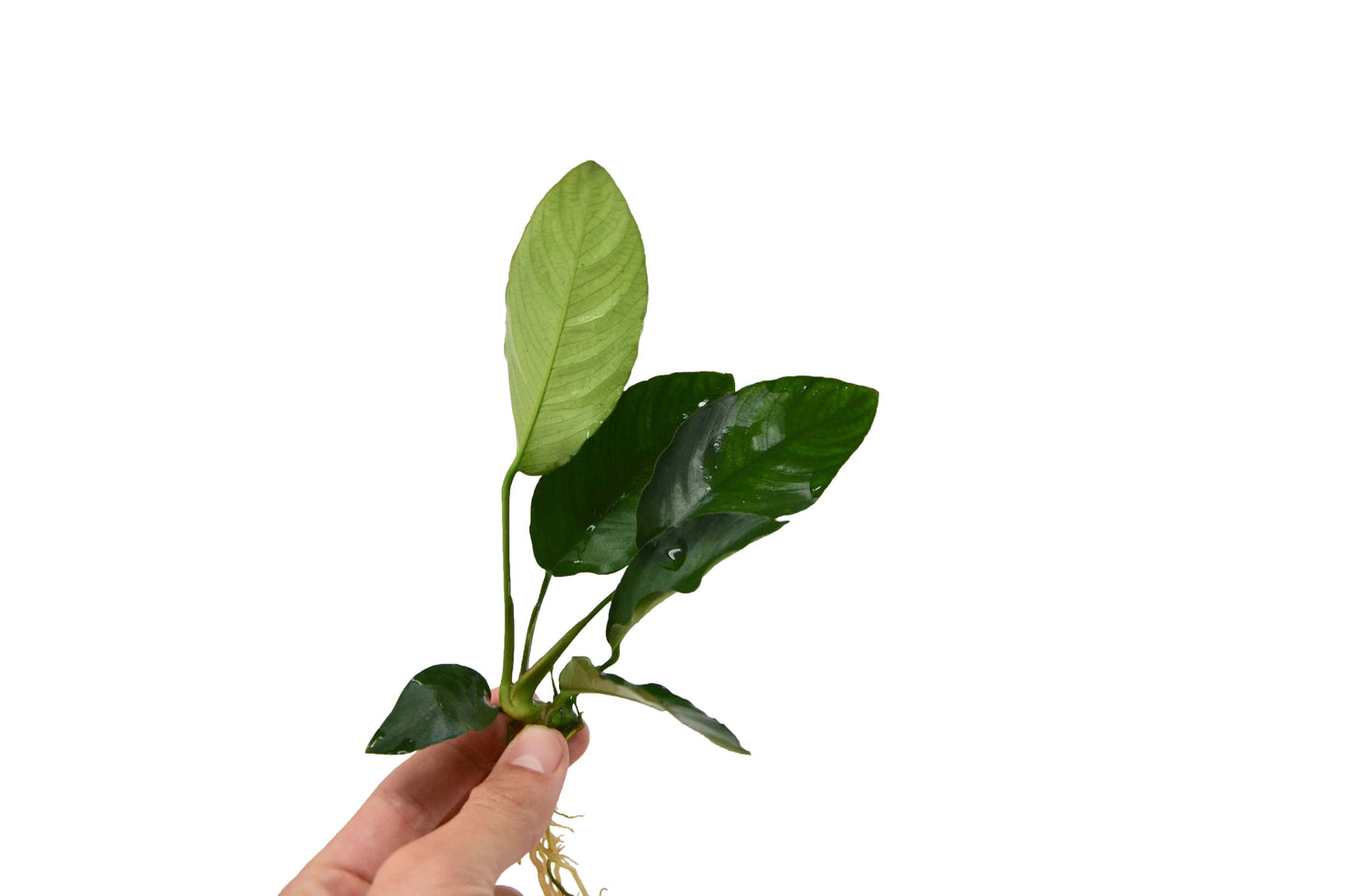 Aquatic 'Anubias Barteri' Plant / Loose Live Plant