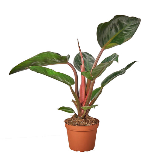 Philodendron 'Congo Rojo' - 4" Pot - NURSERY POT ONLY