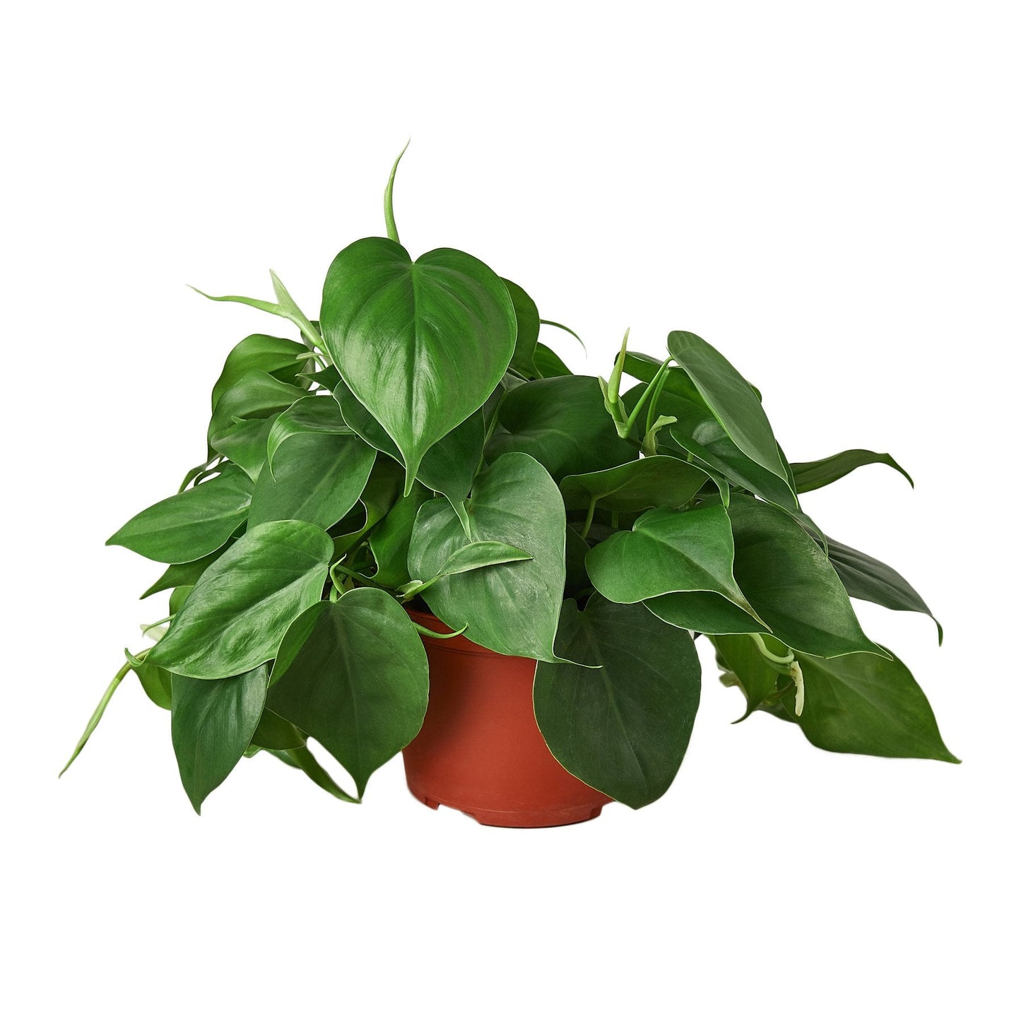 Philodendron Cordatum Heartleaf