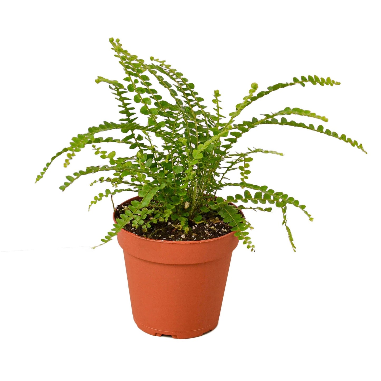 Fern 'Lemon Button' - 4" Pot - NURSERY POT ONLY