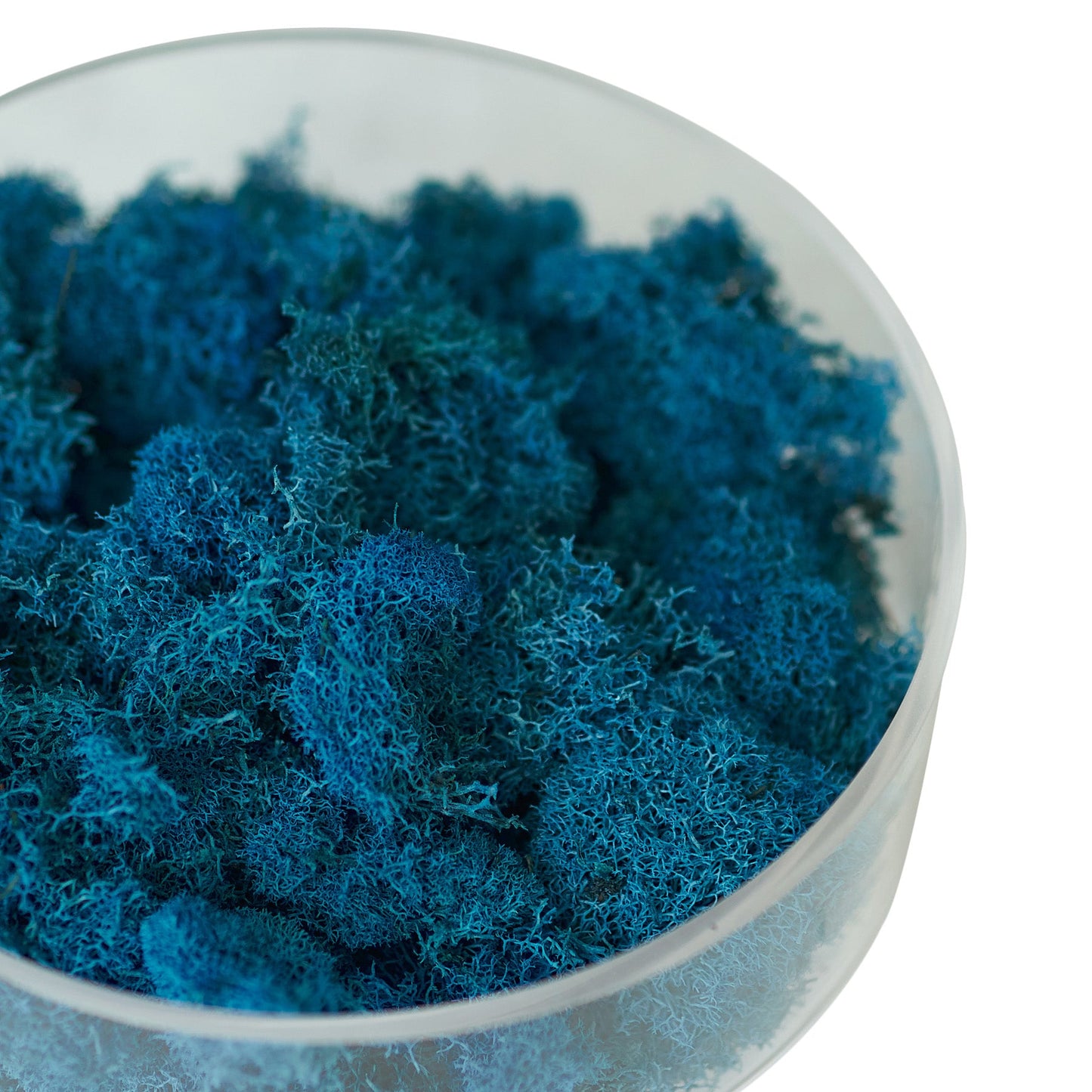 Preserved Reindeer Moss - Blue - 6 oz