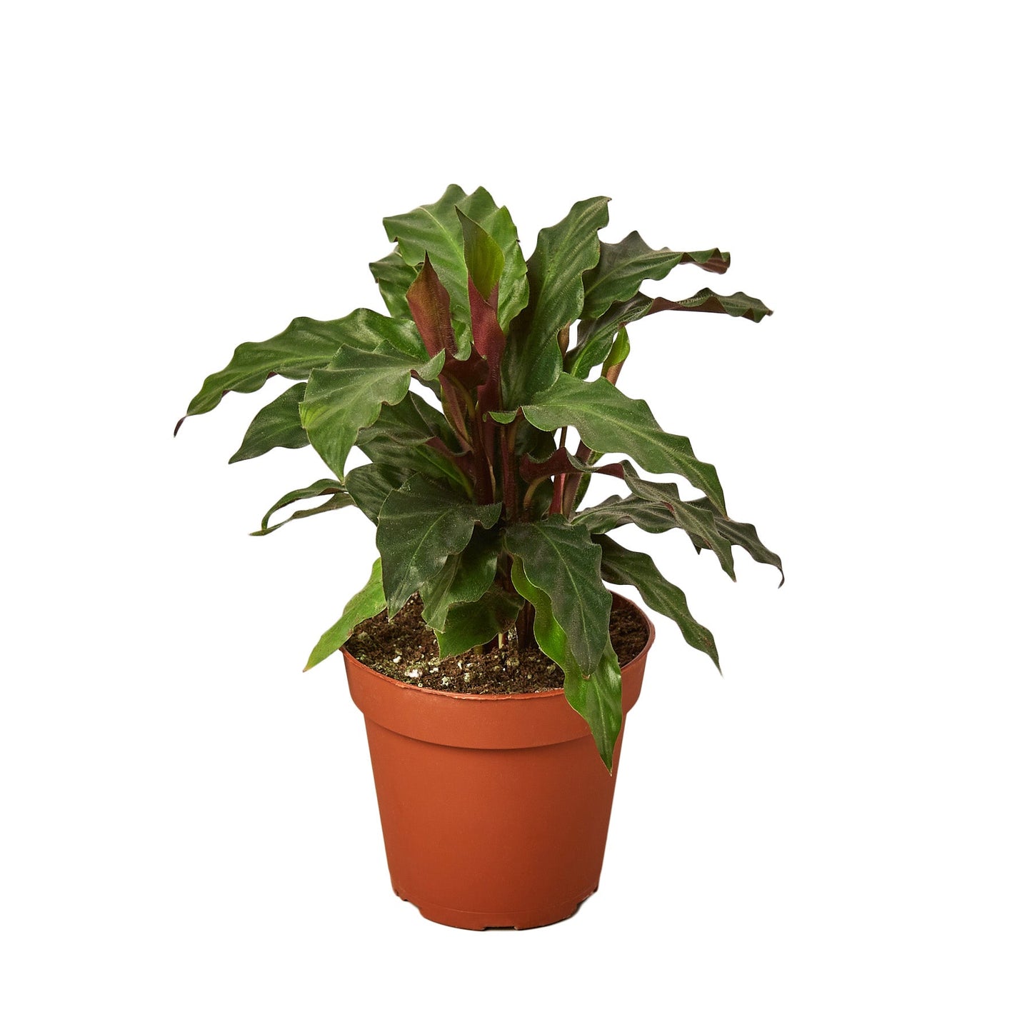 Calathea Rufibarba 'Furry Feather' - 4" Pot - NURSERY POT ONLY