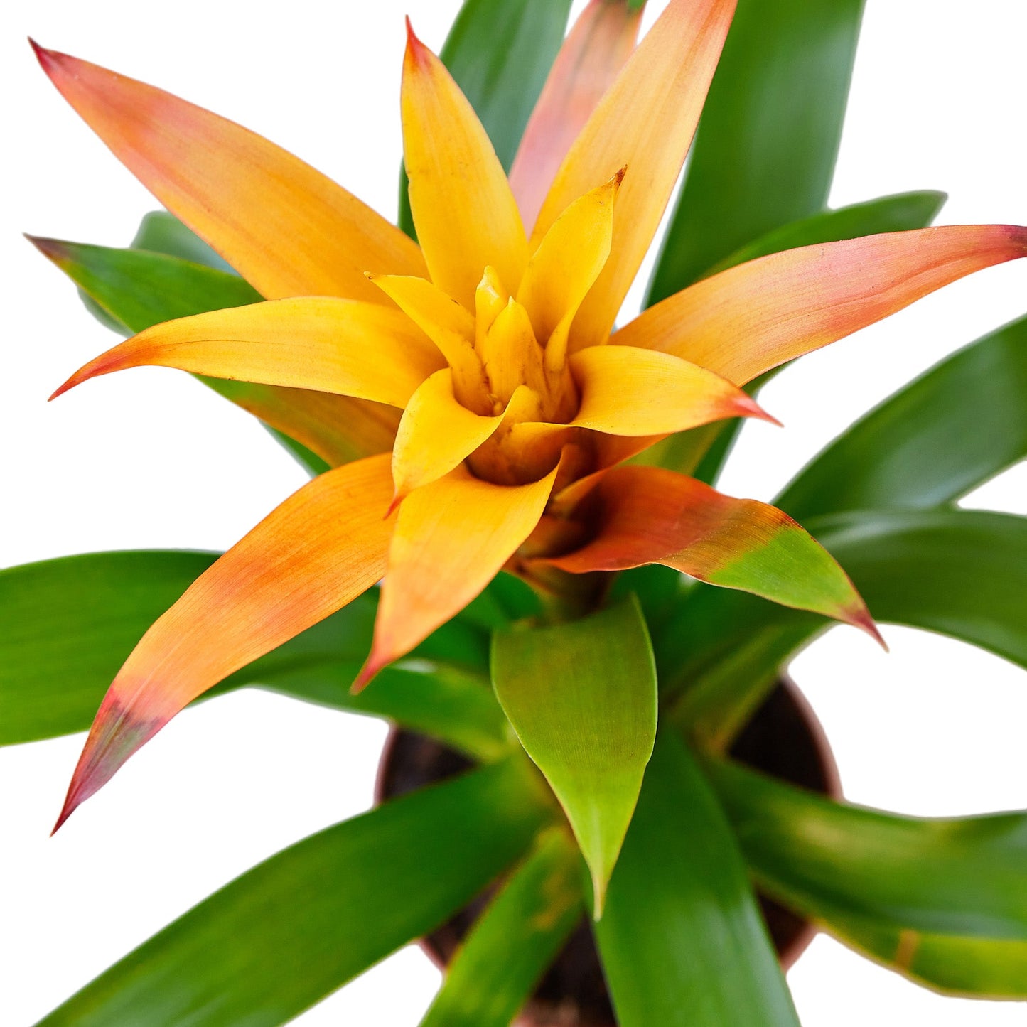 Guzmania Bromeliad 'Orange'