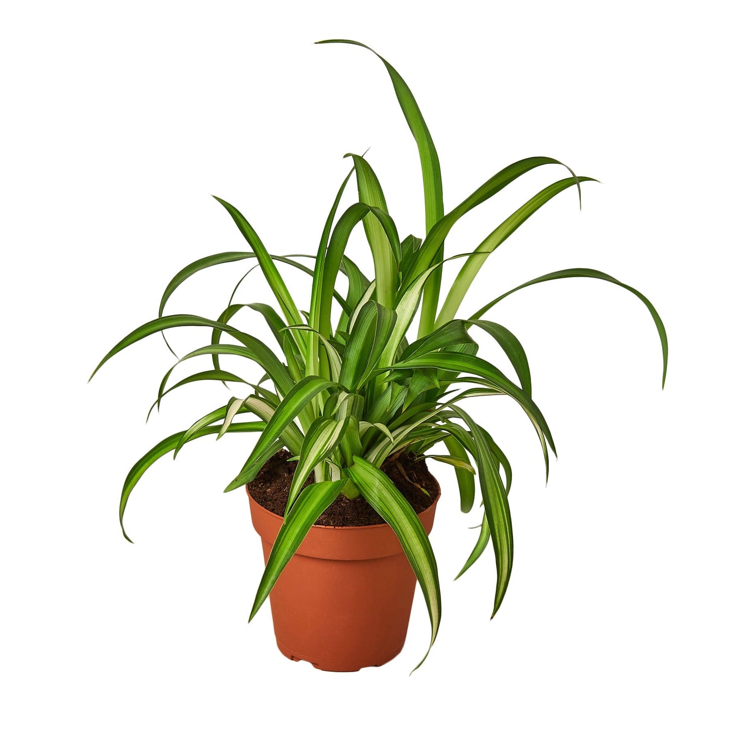 Spider Plant Hawaiian - 4" Pot - NURSERY POT ONLY