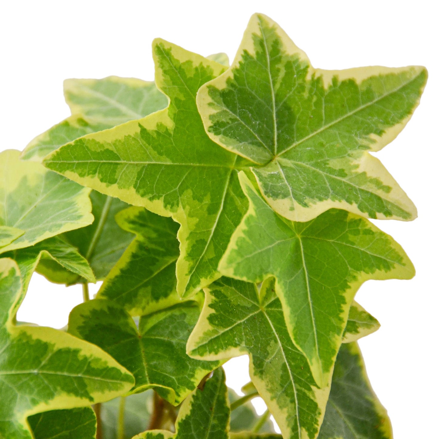 2 English Ivy Variety Pack - 4" Pot