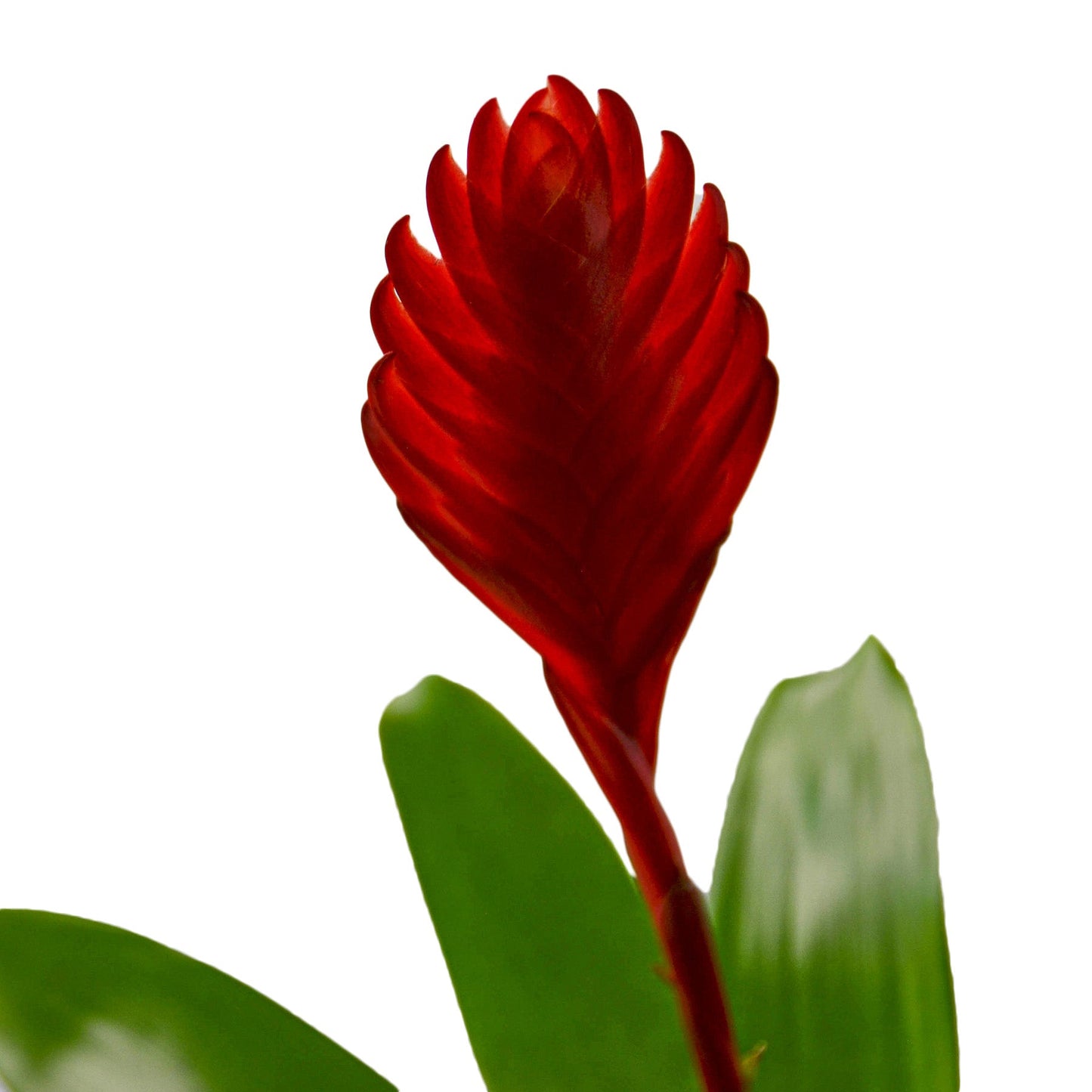 Bromeliad Christiane