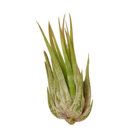 Tillandsia Air Plant Kolby - 25 Pack