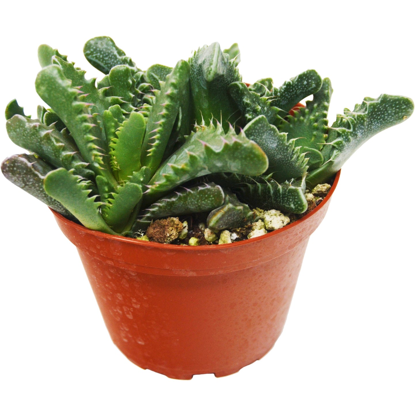 Succulent 'Tiger Jaws' - 4" Pot