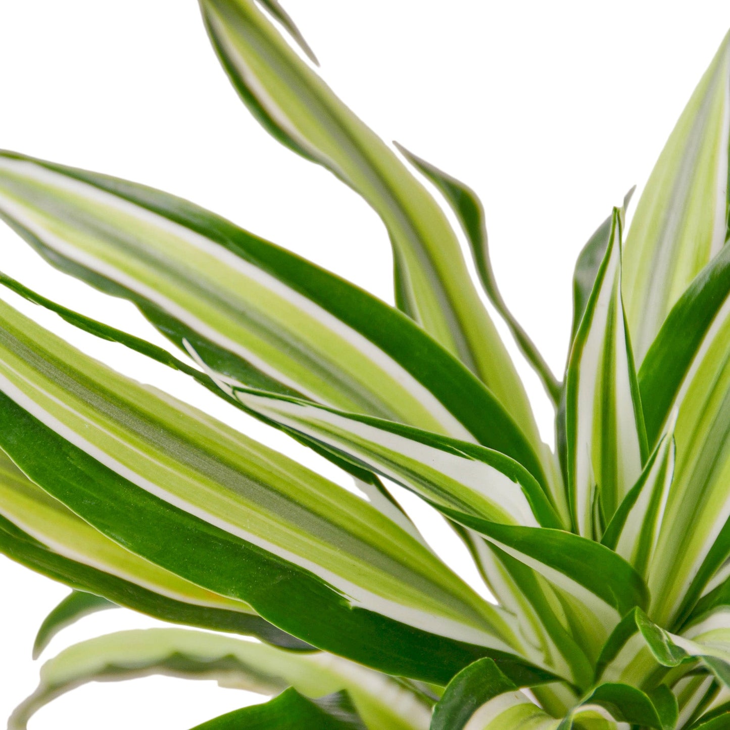 2 Dracaena Variety Pack - 4" Pot