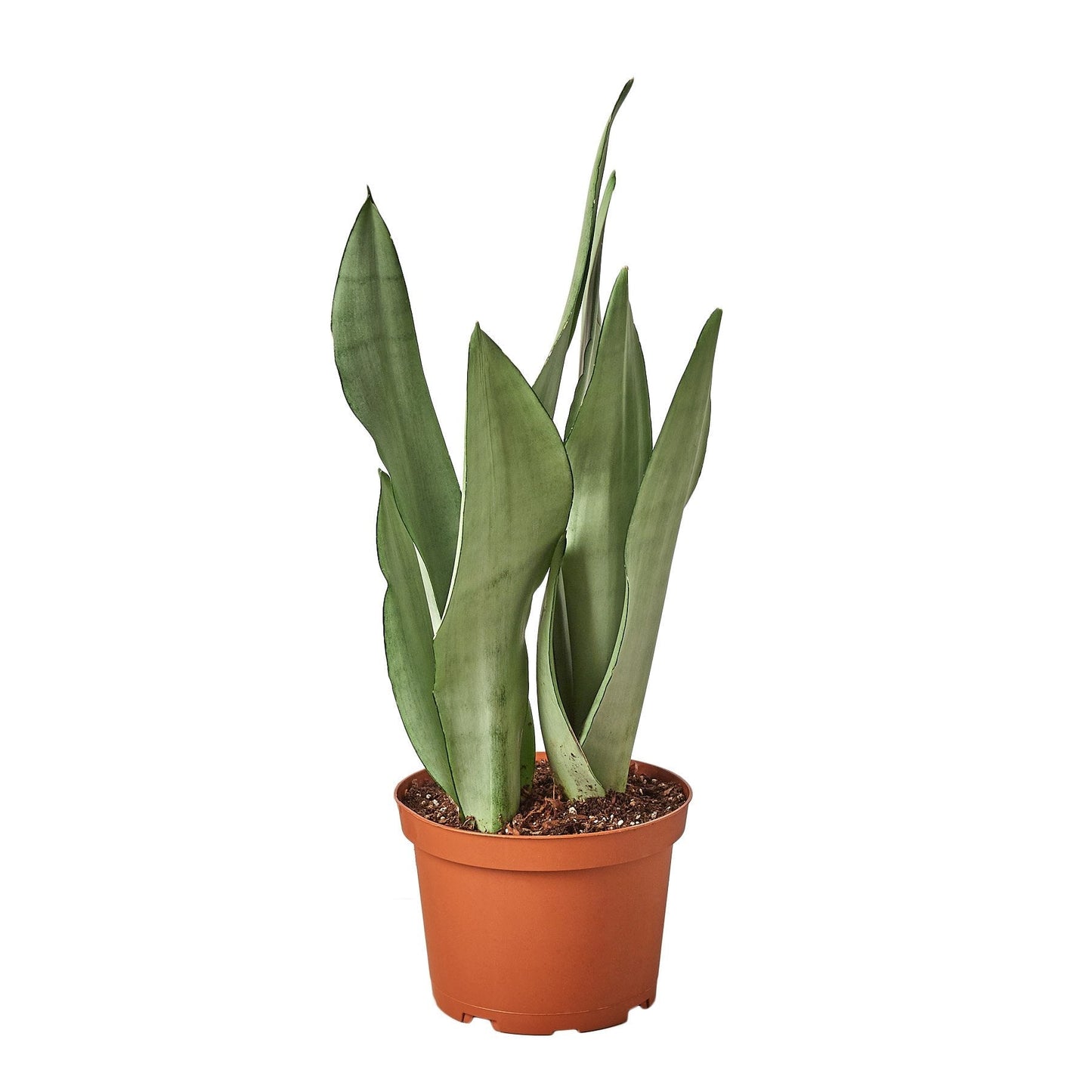 Snake Plant Moonshine - 6" Pot - NURSERY POT ONLY