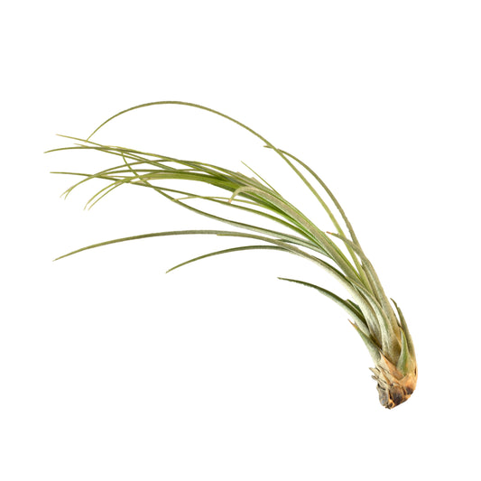 Tillandsia Air Plant Juncea