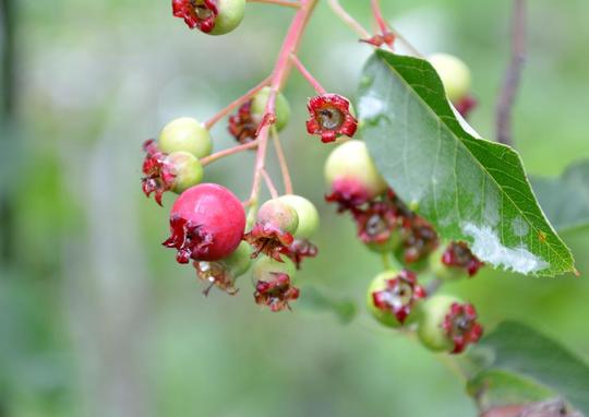 Serviceberry, Shadblow Tree - 6.5" Pot