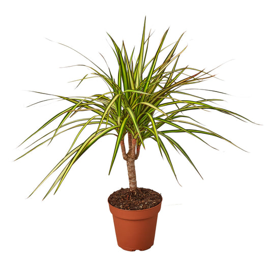 Dracaena Marginata 'Sunshine'