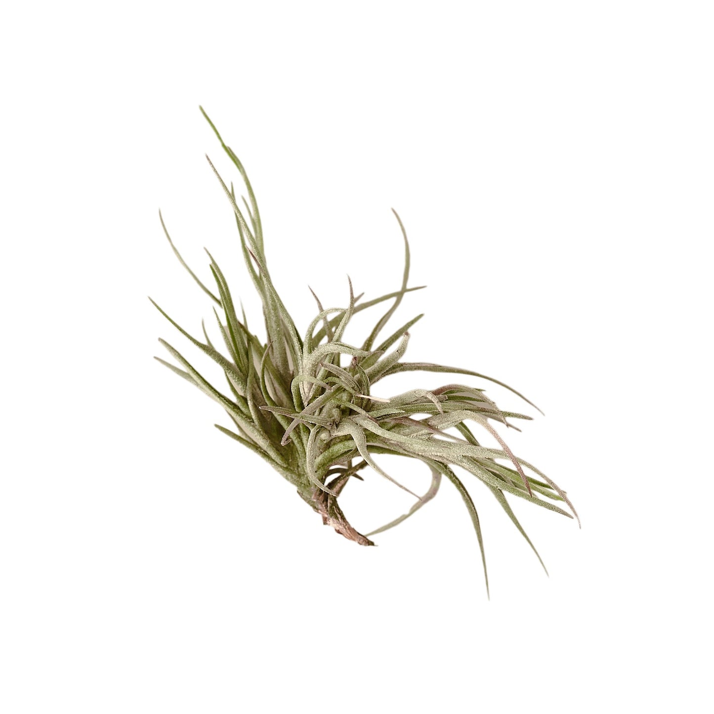 Tillandsia Air Plant Bandensis - 2 inch