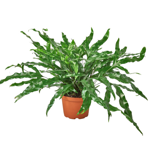 Fern 'Kangaroo Paw' - 6" Pot - NURSERY POT ONLY